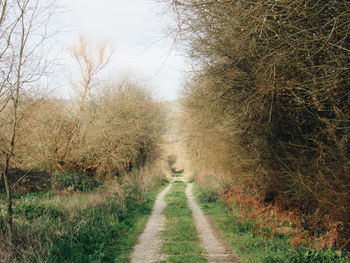 Dirt road amidst trees