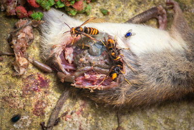 Murder hornets. asian gian hornets feeding on a rat carcass.