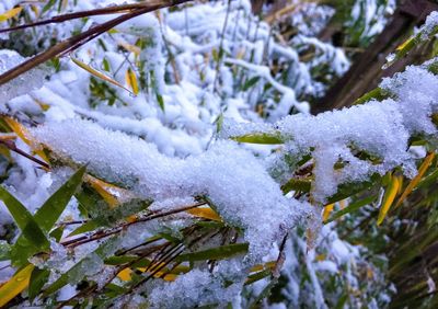 Close-up of frozen plants