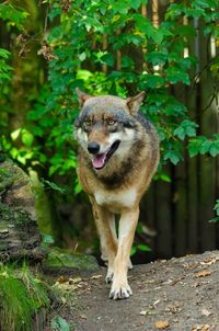 Portrait of dog in forest