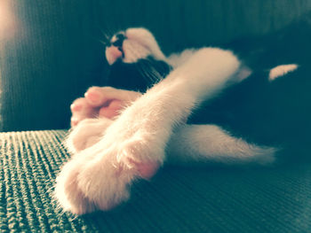 Close-up of cat sleeping