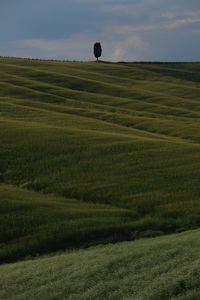 Scenic view of grassy field against sky