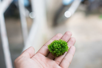 Close-up of hand holding vegetables