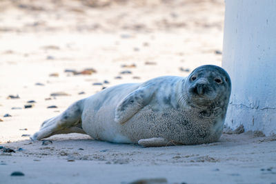 Seal relaxing at beach