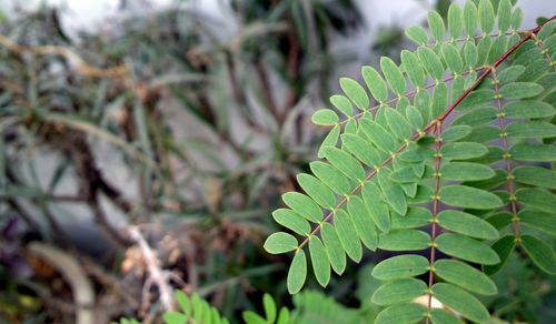 High angle view of plant leaves on field