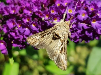 Close-up of butterfly pollinating on purple flower