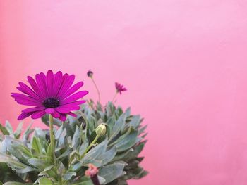 Close-up of purple coneflower blooming outdoors
