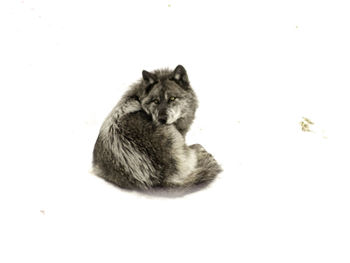 Close-up of cat against white background