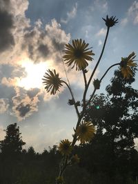 Low angle view of flower tree against sky