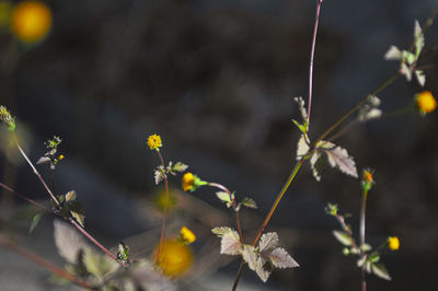 Close-up of yellow flowering plant