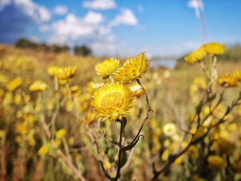 Close-up of yellow flowers blooming in field