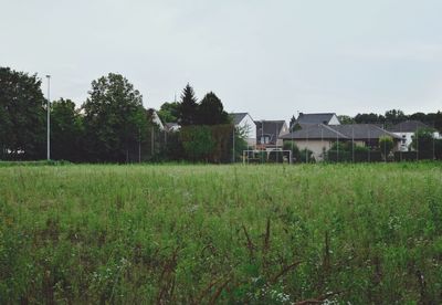 Trees on grassy field