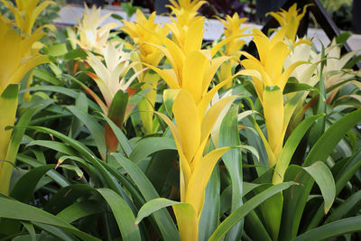 Bright yellow stalks on a bromicade plant