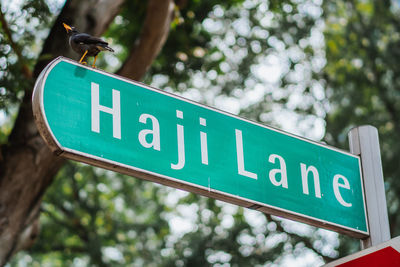 Low angle view of bird perching street name sign against trees