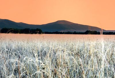 Scenic view of field against sky during sunset