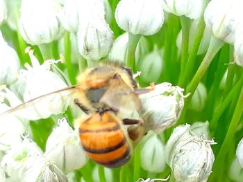 Close-up of bee pollinating on white flower