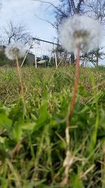 Plants growing on grassy field