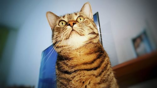 Close-up of ginger cat