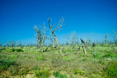 Plants growing on field against clear blue sky