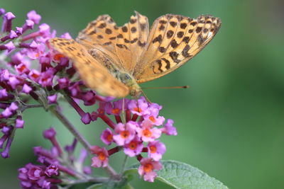 Close-up of butterfly pollinating on pink flower