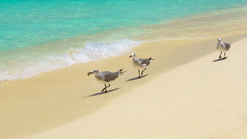 Seagulls on beach