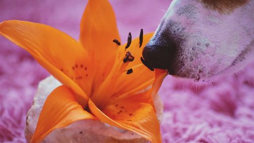 Close-up of bee on day lily