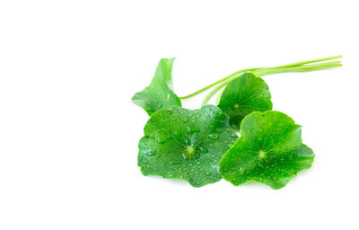 Close-up of vegetable over white background