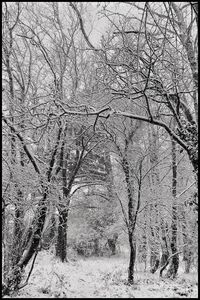 Bare tree in snow covered landscape