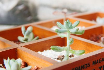 Close-up of potted plant