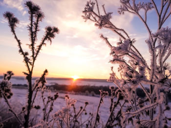 Plants against sky during winter