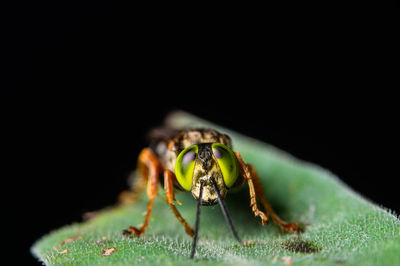 Close-up of fly on black background