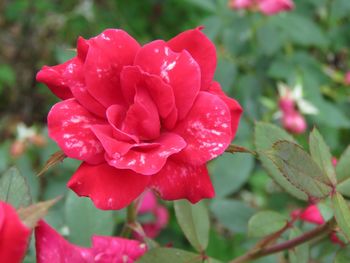 Close-up of wet red rose blooming outdoors