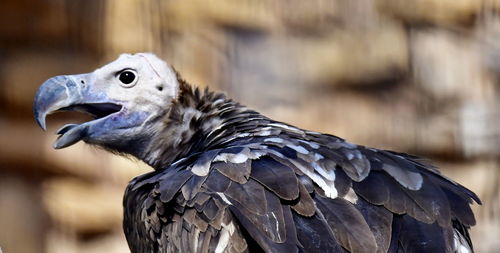 Bear headed vulture