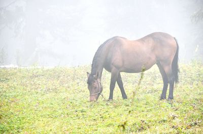 Horse standing on field against sky