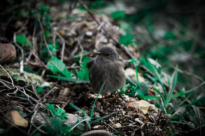 High angle view of bird on field