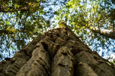 Low angle view of tree trunk