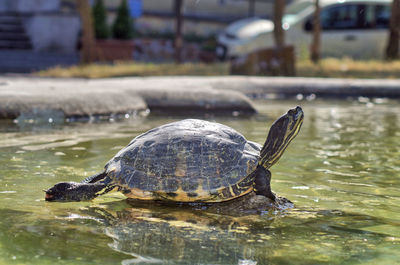 Close-up of turtle swimming in lake