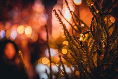 Defocused image of illuminated christmas tree at night