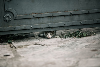 Portrait of cat relaxing