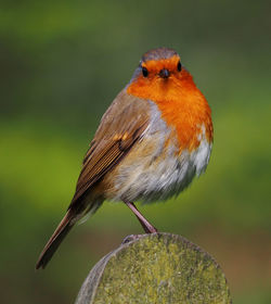 Close-up of bird perching outdoors