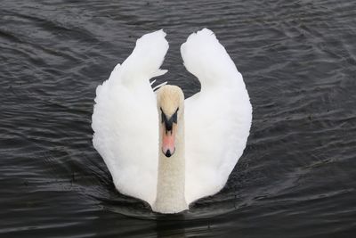 Swan floating on lake