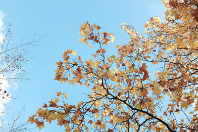 Low angle view of tree against clear sky