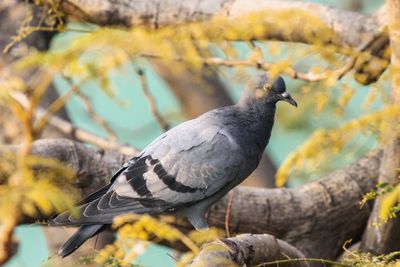 Close-up of bird perching on branch