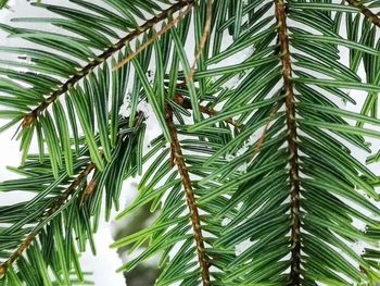 Close-up of palm tree leaves