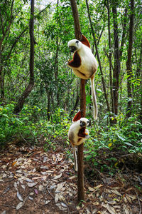 View of birds in the forest