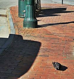 High angle view of dog on footpath