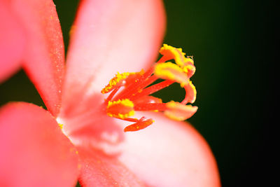 Macro shot of pink flower