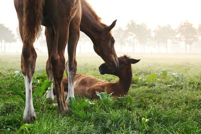 Horses grazing on field