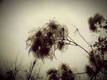Low angle view of trees against sky