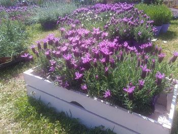 High angle view of purple flowering plants in garden